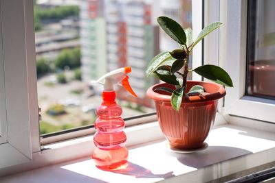 Close-up of potted plant and spray bottle by window