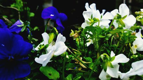 Close-up of white flowers blooming outdoors