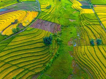 Full frame shot of agricultural field