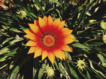 Close-up of orange flower