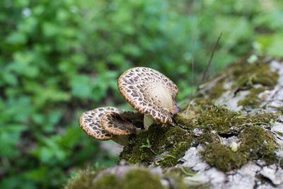 Close-up of mushrooms growing on field