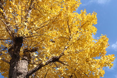 Low angle view of yellow flower tree against sky