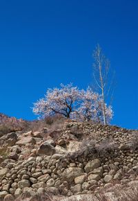 Low angle view of trees against clear blue sky