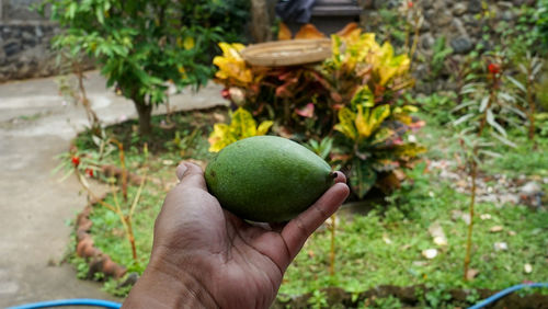 Person holding fruits