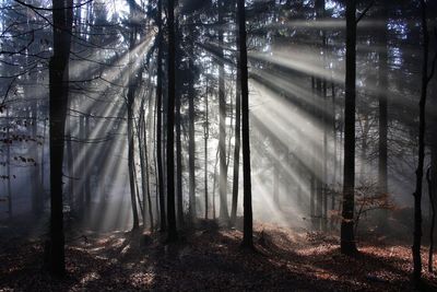 Sunlight streaming through trees in forest