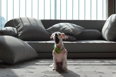 Front view of dog in front of sofa at home