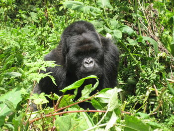 Monkey amidst plants in forest