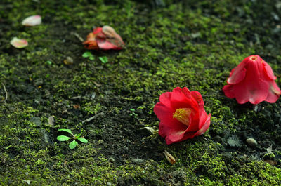 Close-up of red roses blooming outdoors