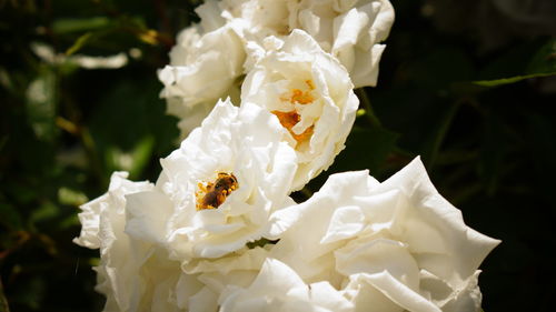 Close-up of white rose