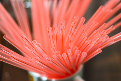 Close-up of red flower