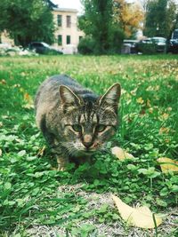 Portrait of a cat on field