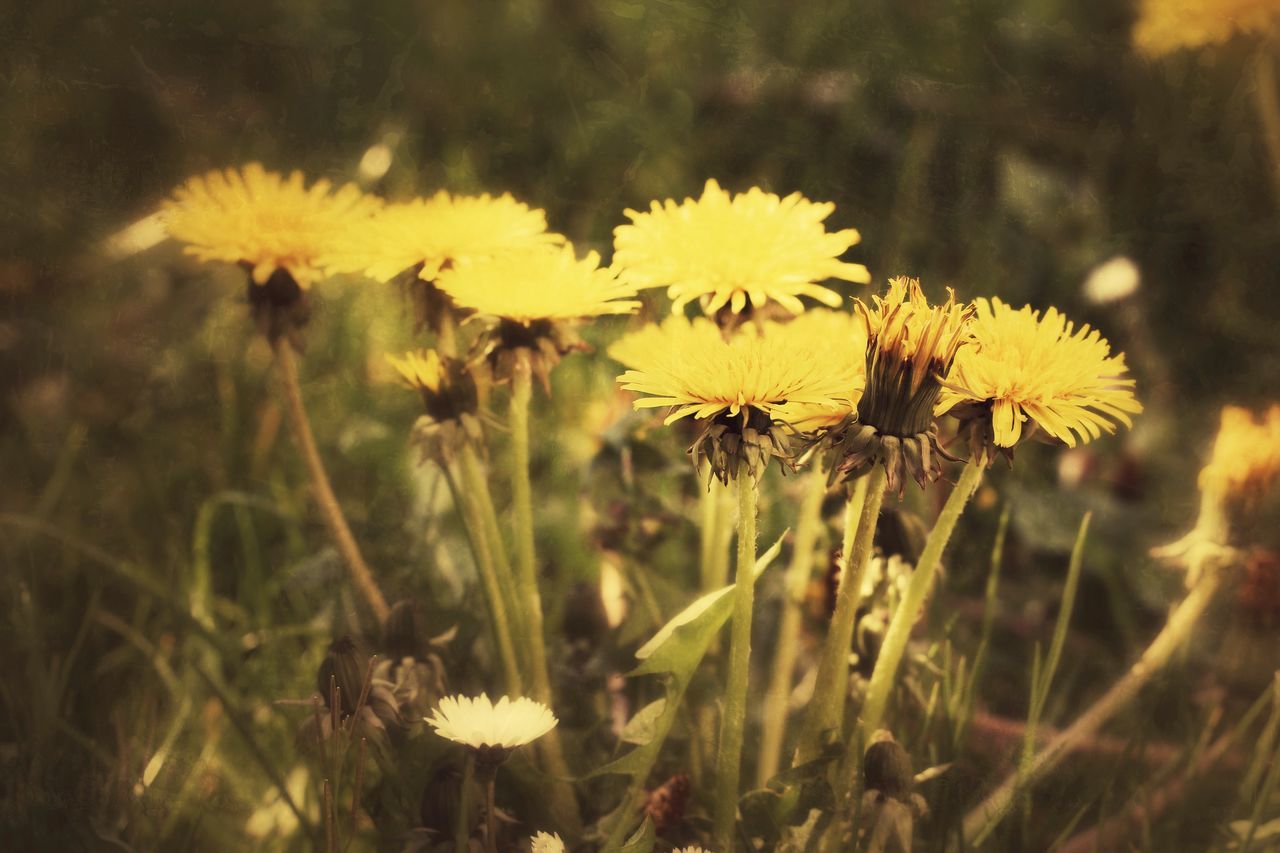 flower, growth, nature, fragility, plant, beauty in nature, flower head, freshness, no people, outdoors, field, blooming, petal, pollen, close-up, wildflower, thistle, day