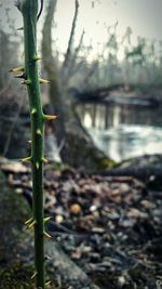 Close-up of plant growing outdoors