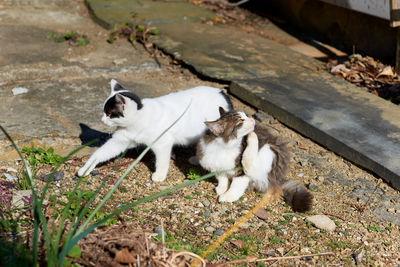 High angle view of two dogs