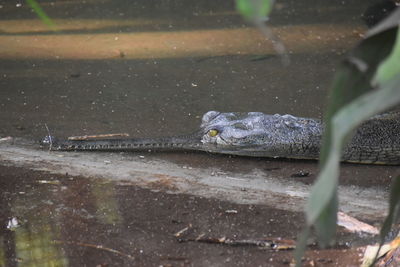 View of turtle swimming in lake