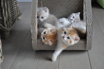 High angle portrait of kitten sitting