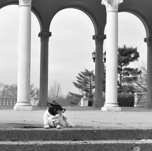 Dog sitting against columns