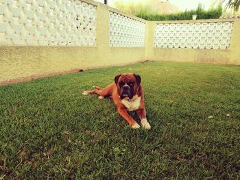 Dog on grass