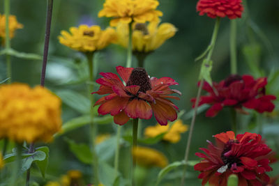 Close-up of red flowering plant