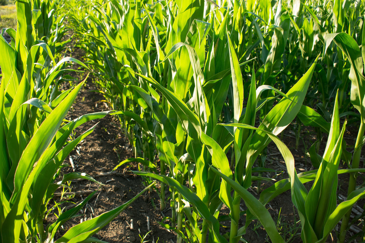 CLOSE-UP OF CORN FIELD