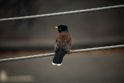 Close-up of bird perching on railing