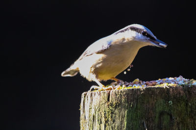 Close-up of seagull perching on wood