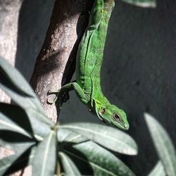 Close-up of lizard on leaf