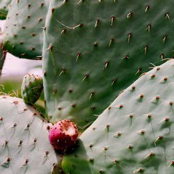 Cactus close up. cactus lover concept