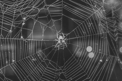 Close-up of spider web against black background