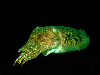 Close-up of fish swimming in sea