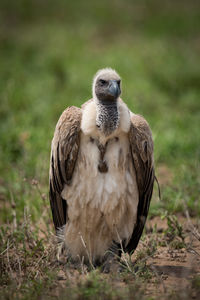 Vulture on grassy field