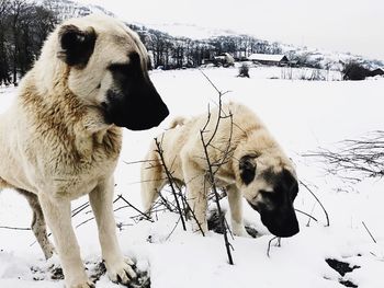 Dogs on snow covered field