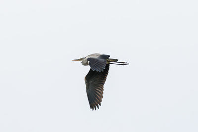 Low angle view of bird flying in sky