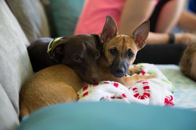 Dogs on bed