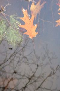 High angle view of maple leaf floating on water
