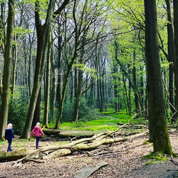 People walking amidst trees in forest