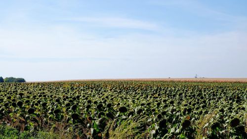 Crops growing on field against sky