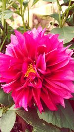 Close-up of pink flower