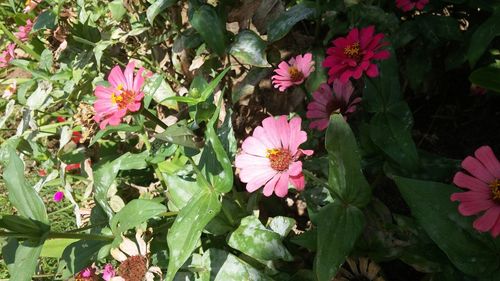 Close-up of pink flowers blooming outdoors