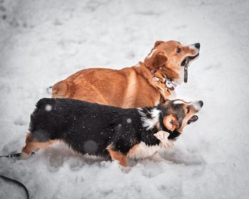 High angle view of a dog on snow
