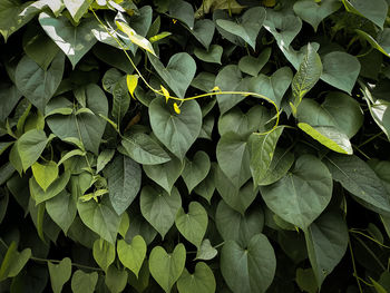 Full frame shot of leaves