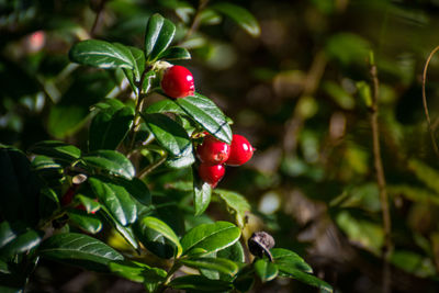 Close-up of red berries growing on tree