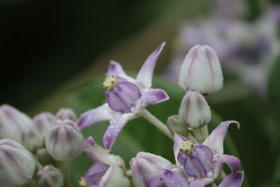 Close-up of purple flowering plant