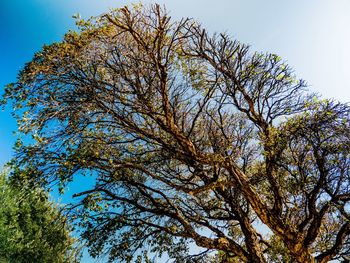 Low angle view of tree against sky