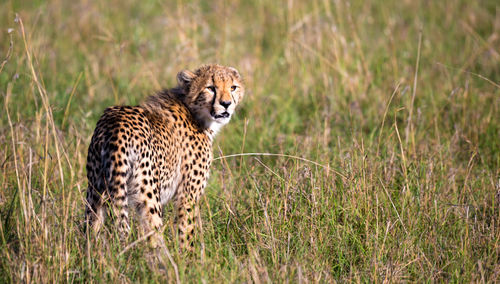 Portrait of a cat on field