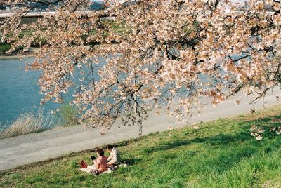 Dog sitting on grass by tree