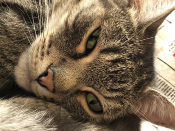 Close-up portrait of a cat