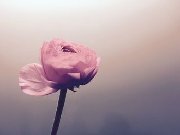 Close-up of pink peony