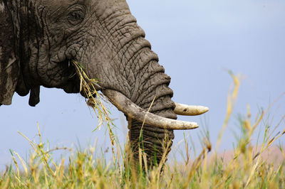 Elephant eating grass on field