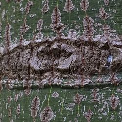 Plants growing on tree